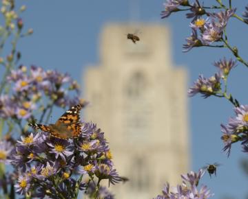 pollinators on flowers