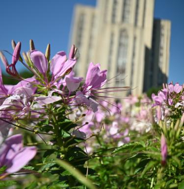 flower blooms